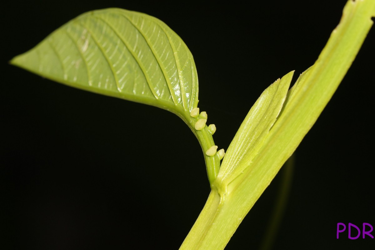 Passiflora quadrangularis L.